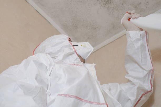 Best Emergency Mold Remediation  in Long Beach, CA